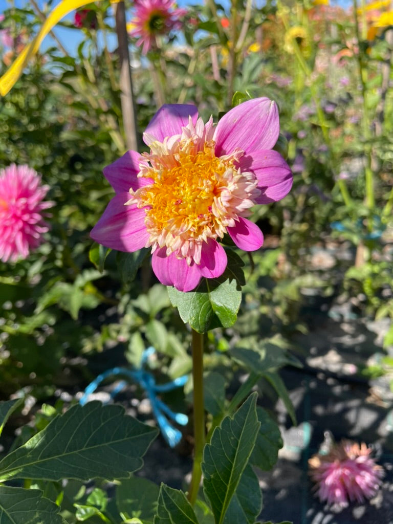 Dahlia - Mawak