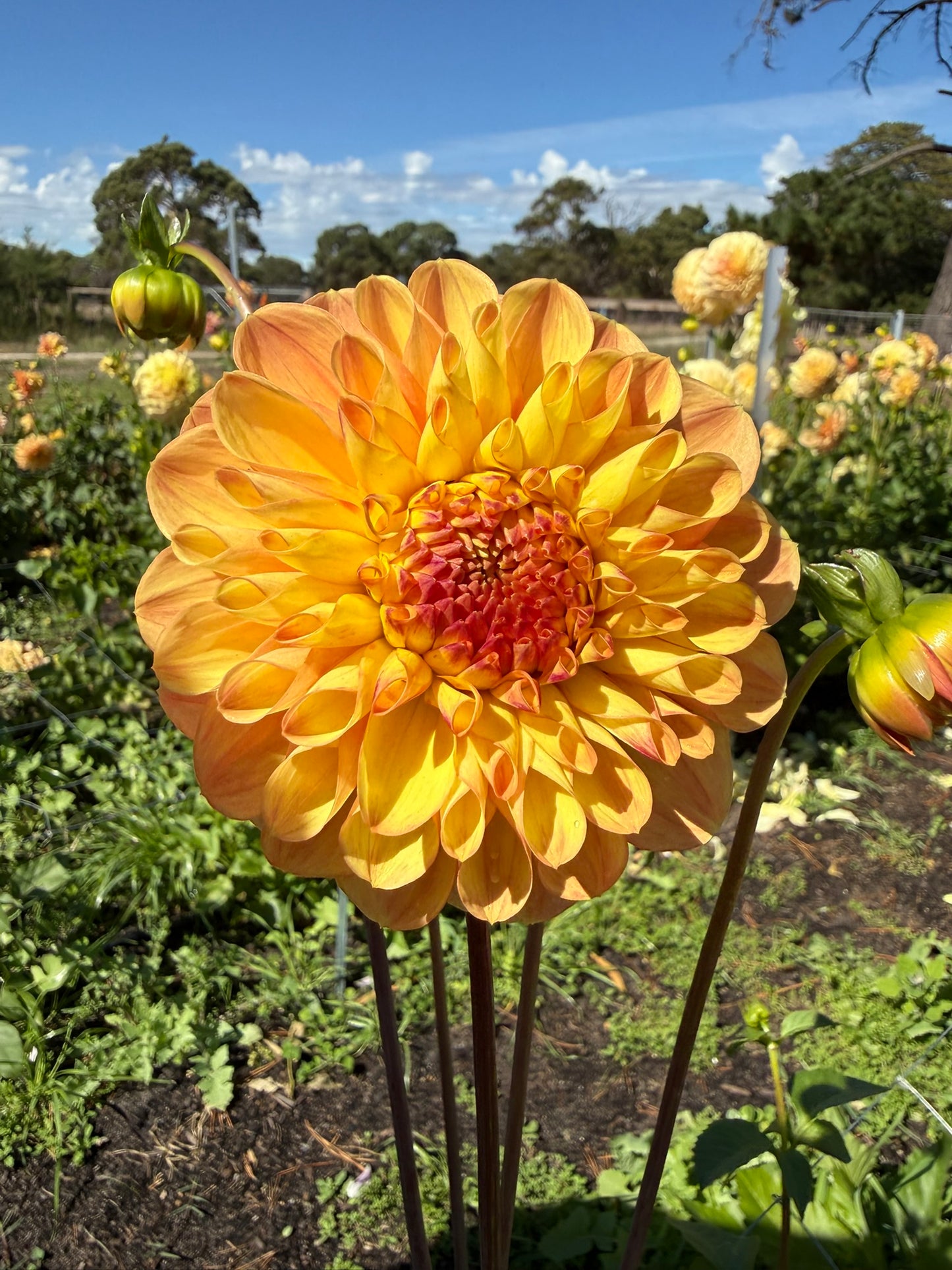 Dahlia - Candyman