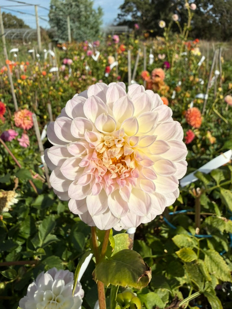 Dahlia - Formby Pride