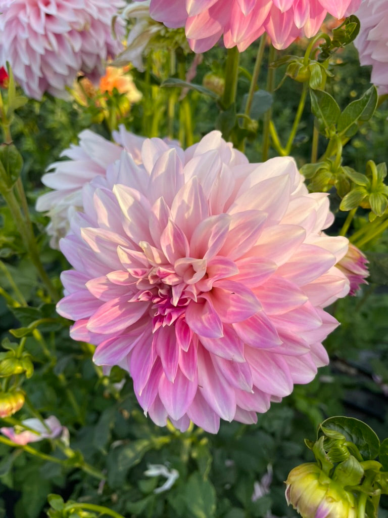 Dahlia - Glenbank Lavender Blush