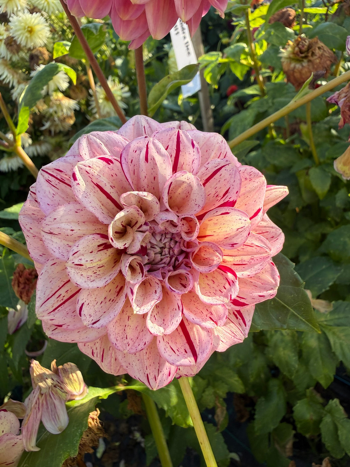 Dahlia - Venetian