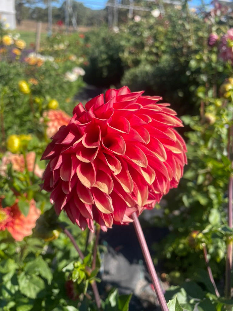 Dahlia - Devon Apache