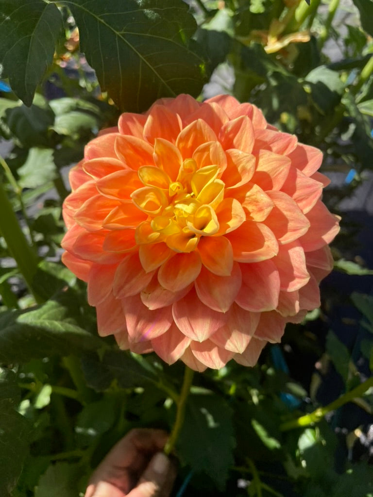 Dahlia - Formby Delight