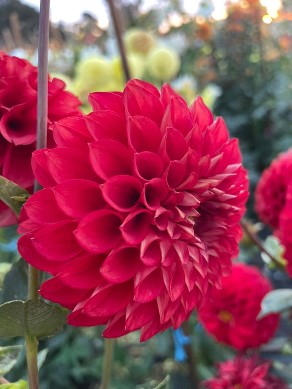 Dahlia Seed - Devon Rosa