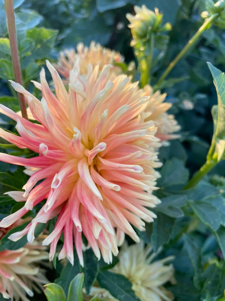 Dahlia - Tuscany