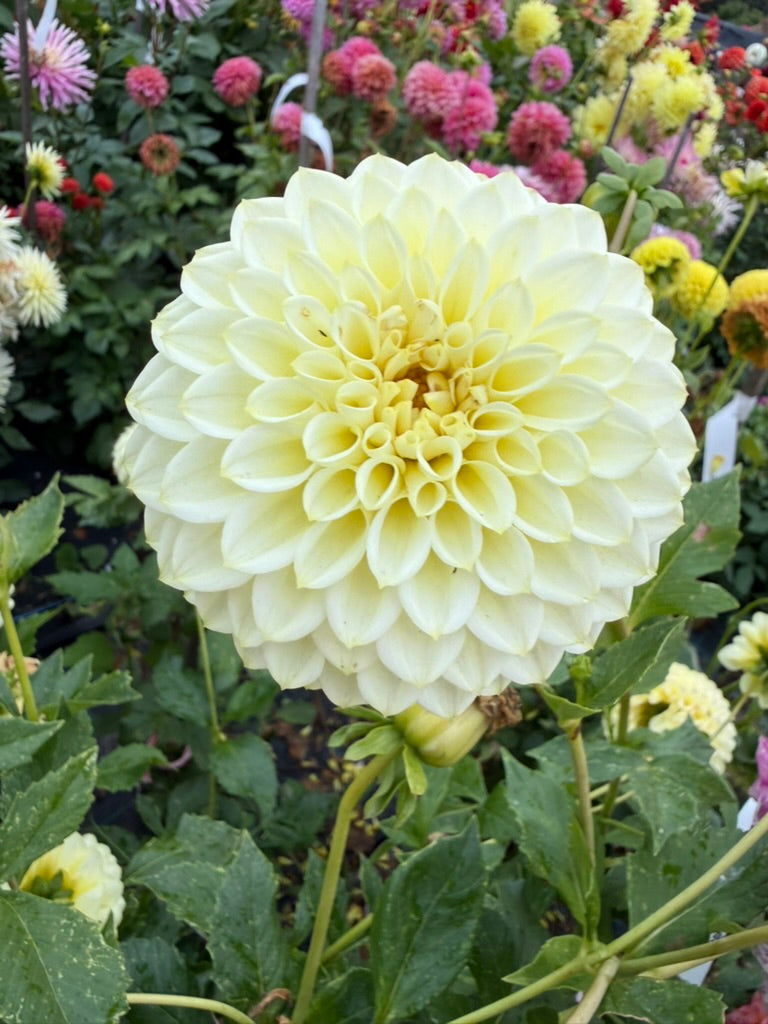Dahlia - Bracken Jupiter