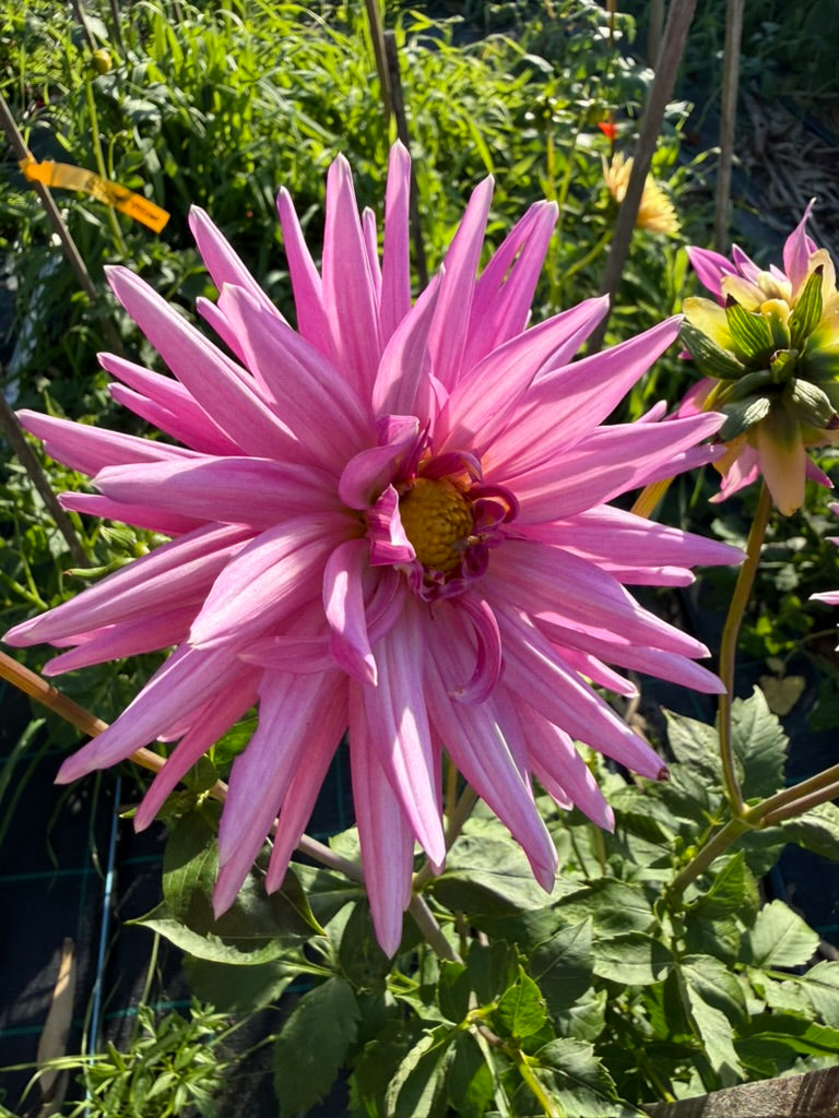 Dahlia - Lady G