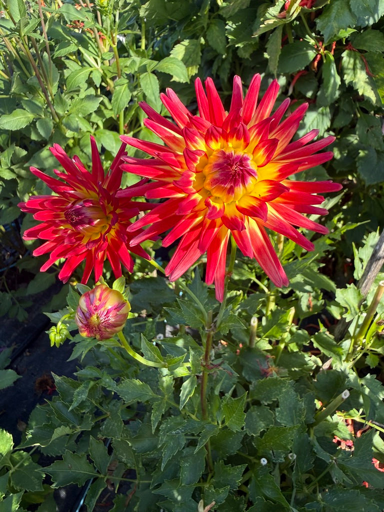 Dahlia - Western Spanish Dancer