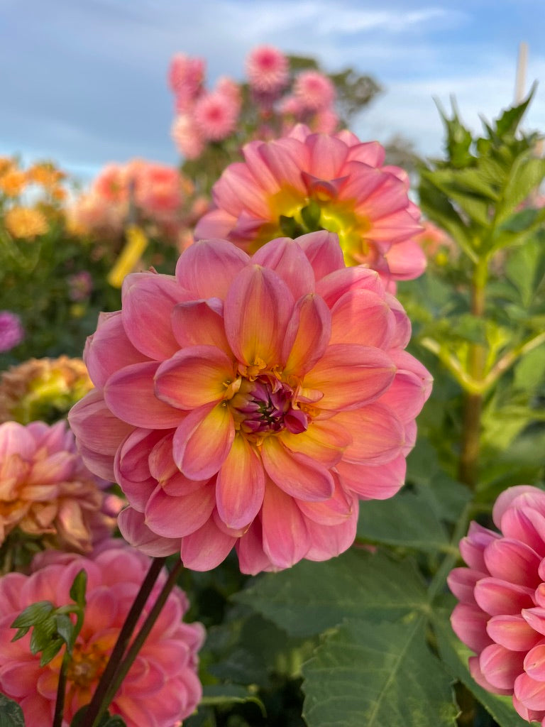 Dahlia - Wildwood Marie (max 1)