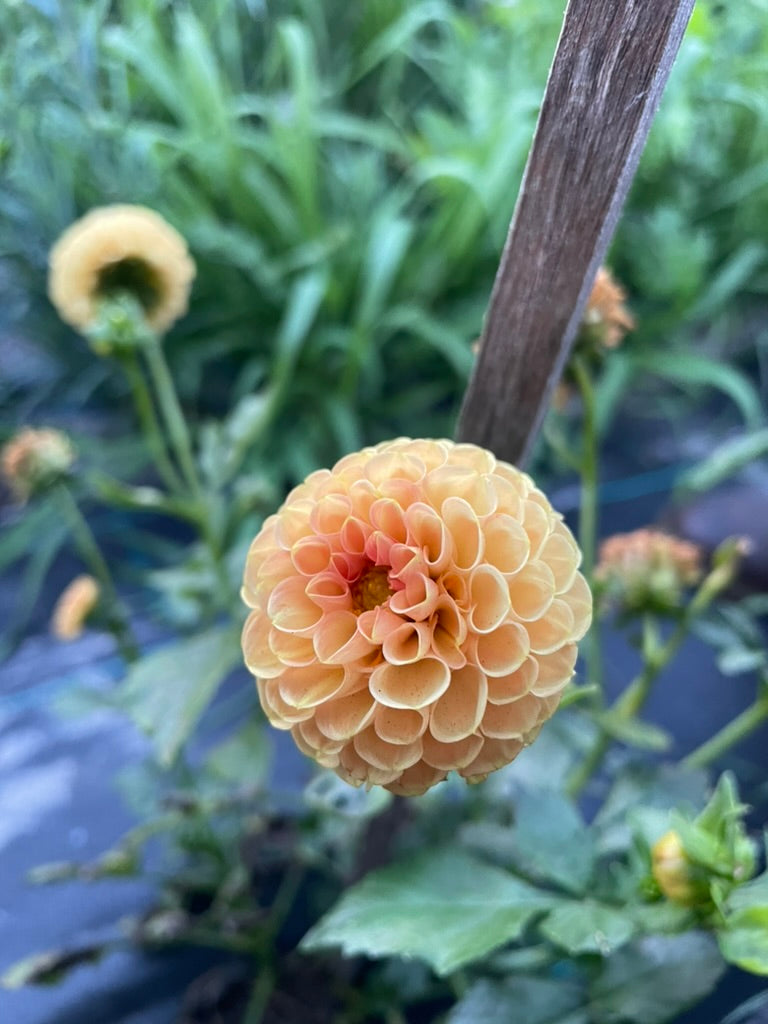Dahlia - Gold Ball