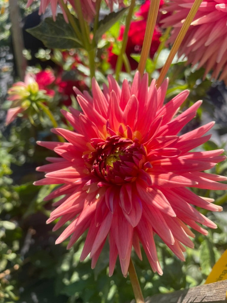 Dahlia - Araluen Katrina