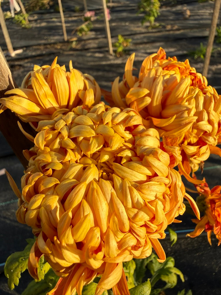 Chrysanthemum - Rooted Cutting - Jane Sharpe