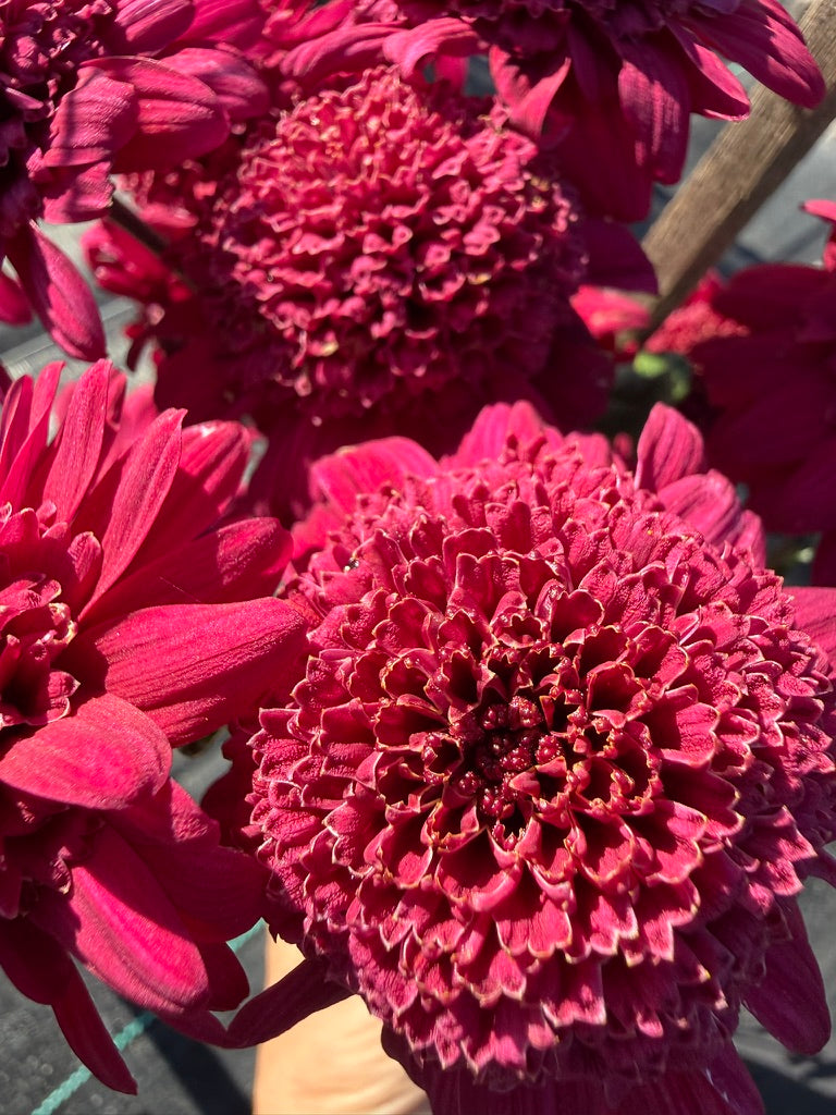 Chrysanthemum - Rooted Cutting - Dorothy Mechan