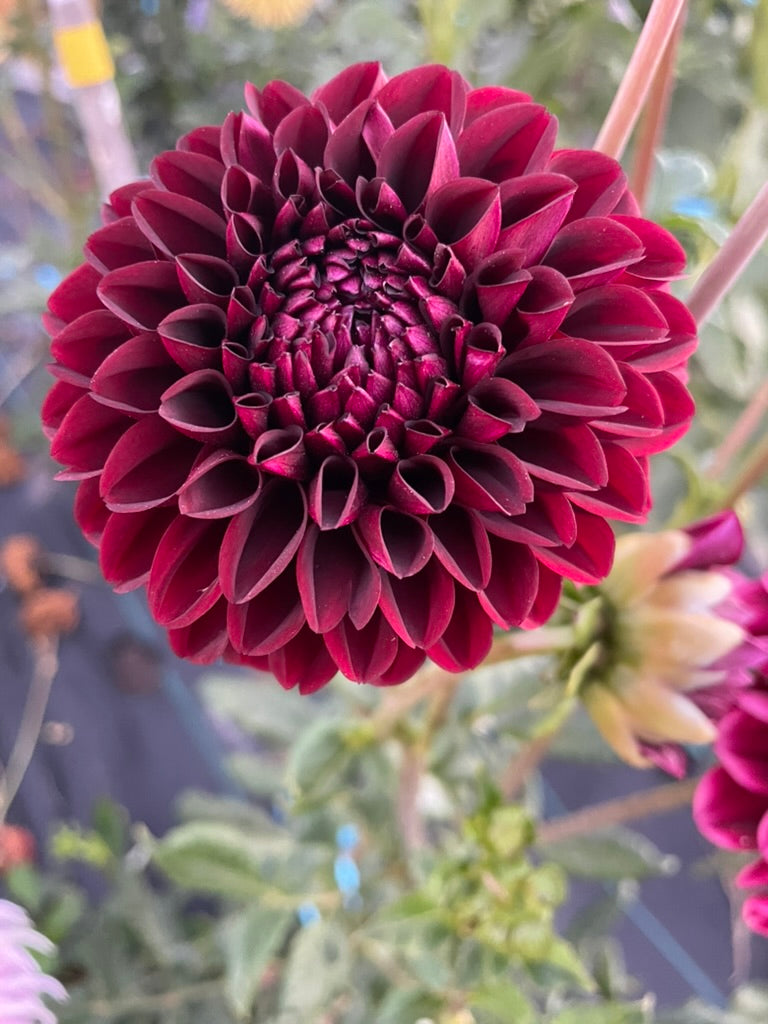 Dahlia - Glenmarc Galipoli