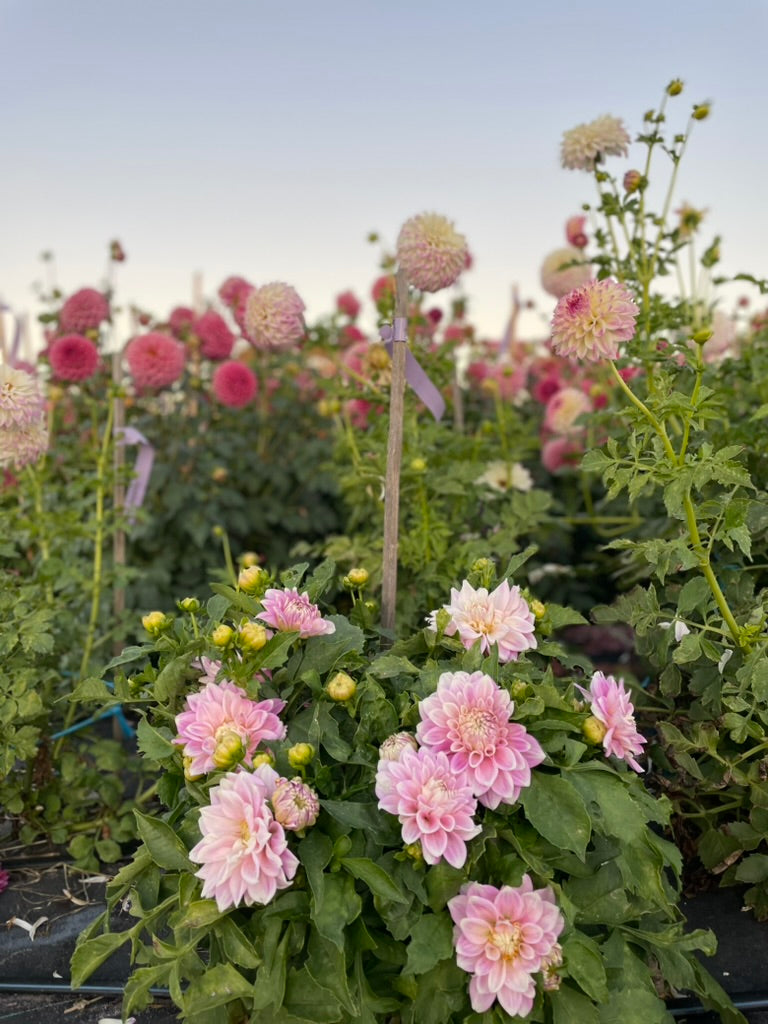 Dahlia - Devon Seattle (Pot Form)