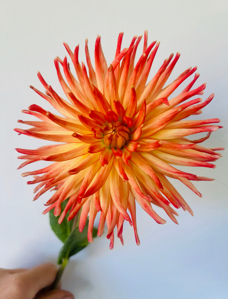 Dahlia - Mountain Aurora