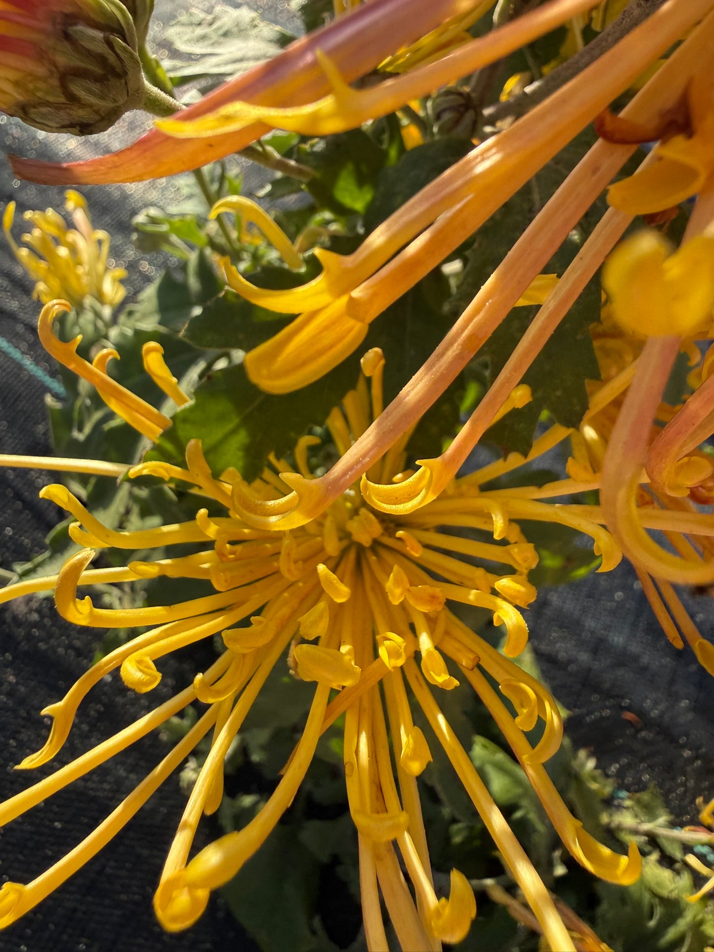 Chrysanthemum - Rooted Cutting - Goshu Penta