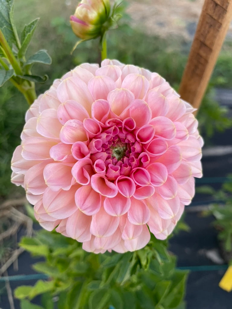 Dahlia - Salmon Joy