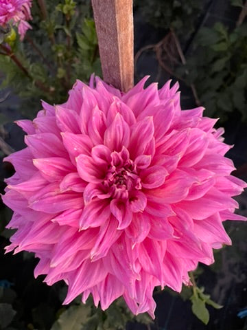 Dahlia - Formby Duke (Max 1)