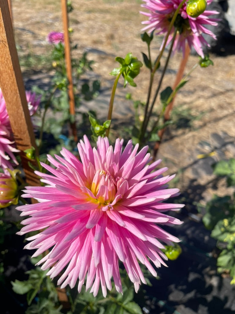 Dahlia - Kiara Forgwen