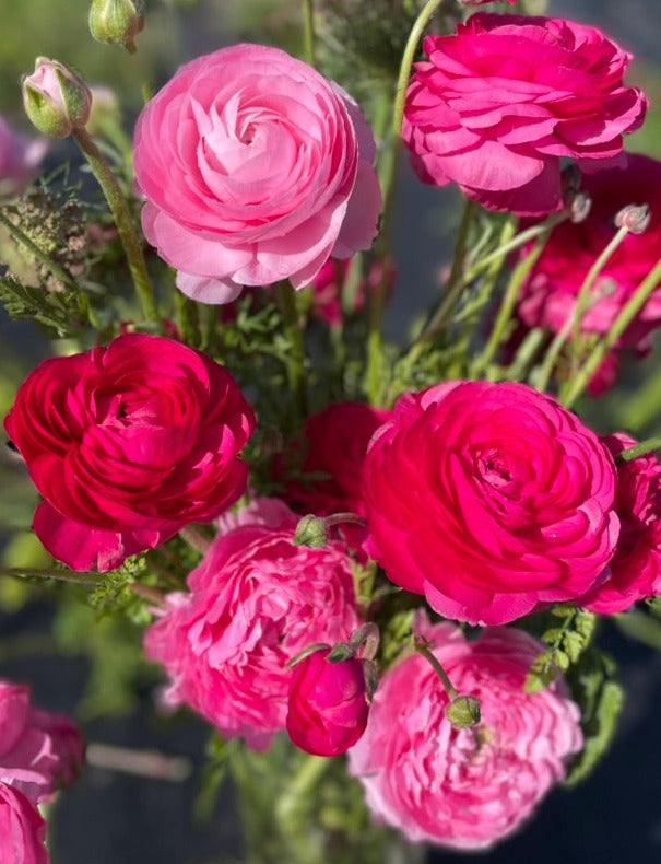 Italian Ranunculus - Rose Pink - CORMS