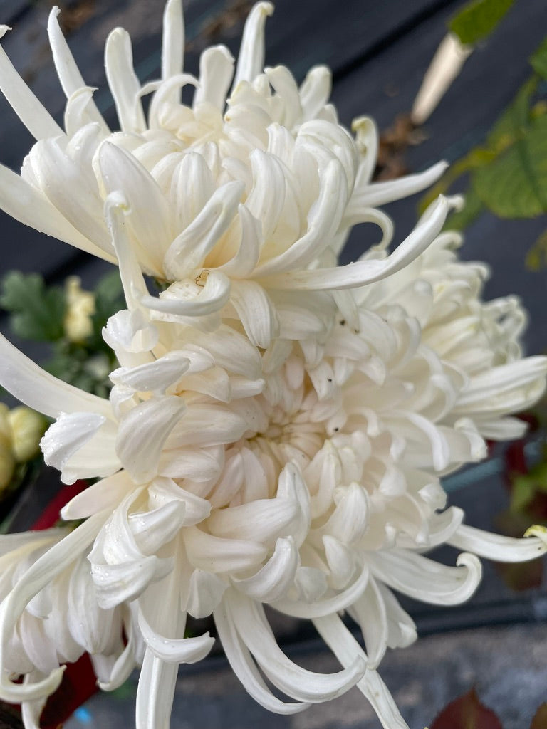 Heirloom Chrysanthemum - Rooted Cutting - Mae Sot
