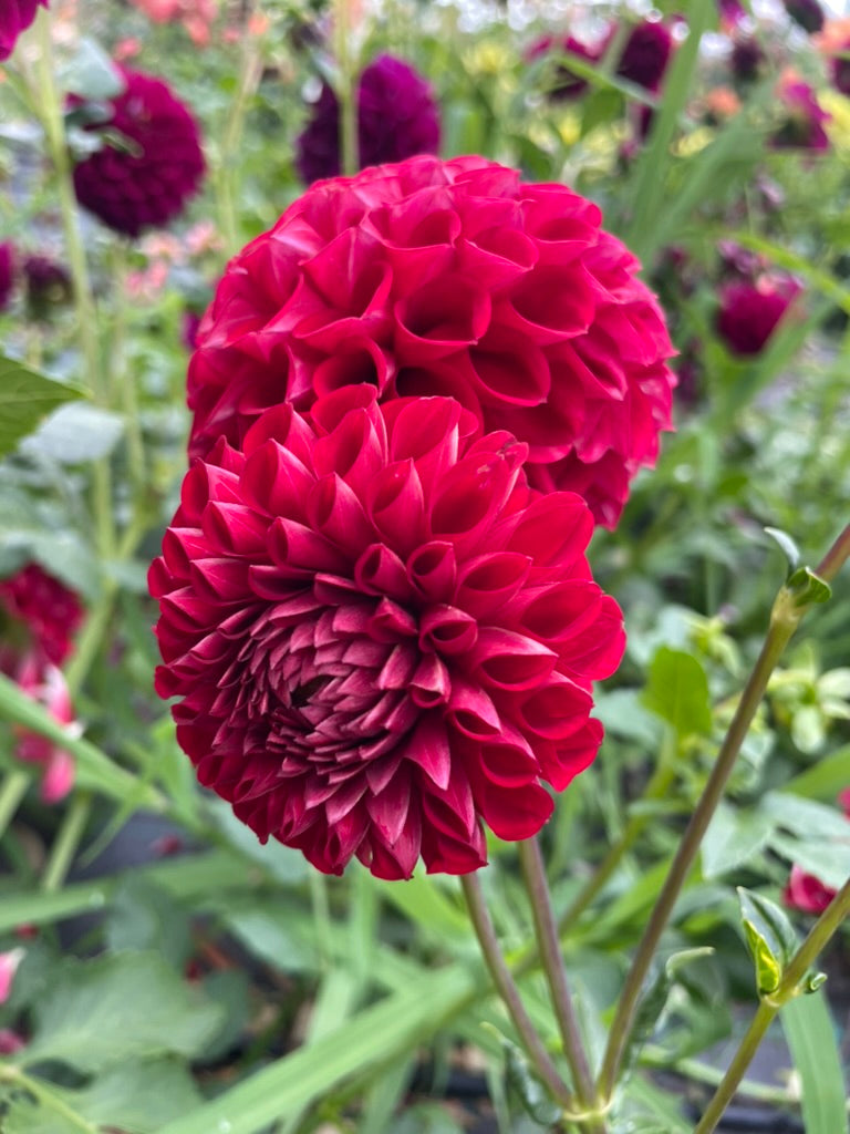 Dahlia - Formby Atom