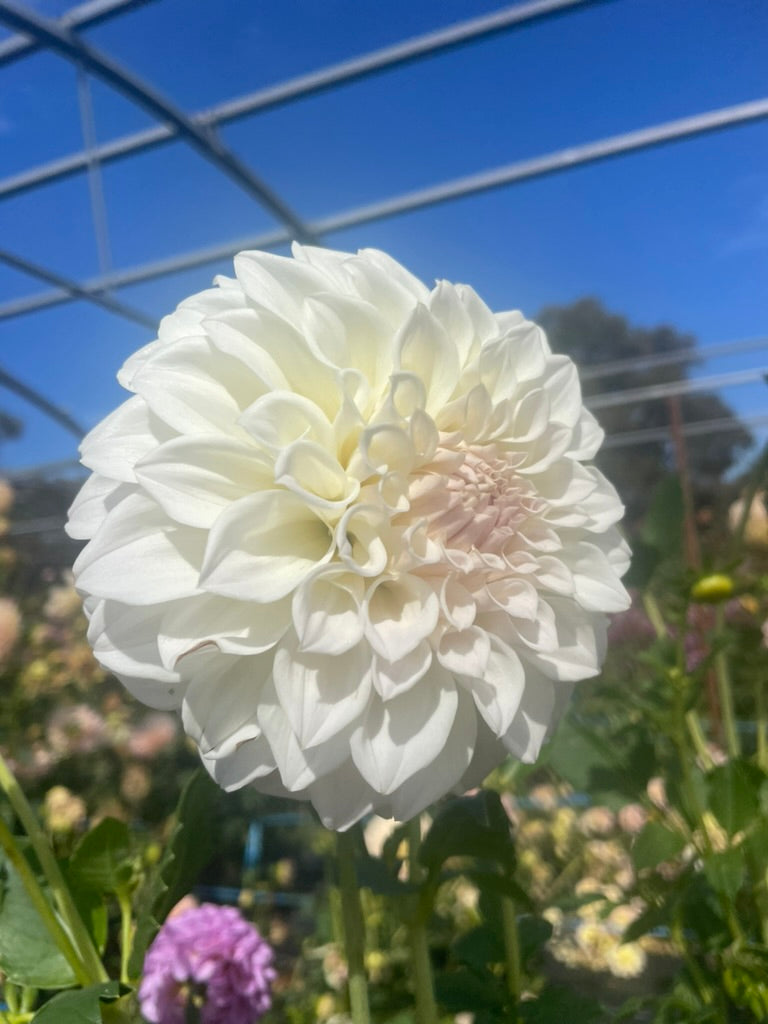 Dahlia - Cream Ball