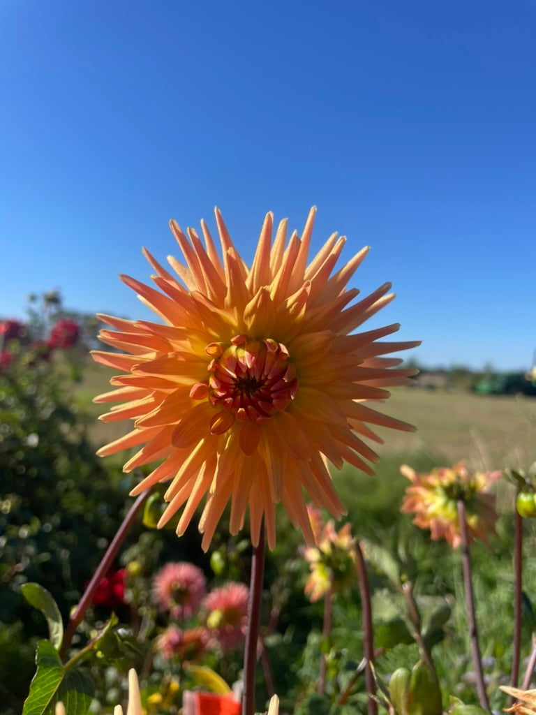 Dahlia - Longwarry Jean