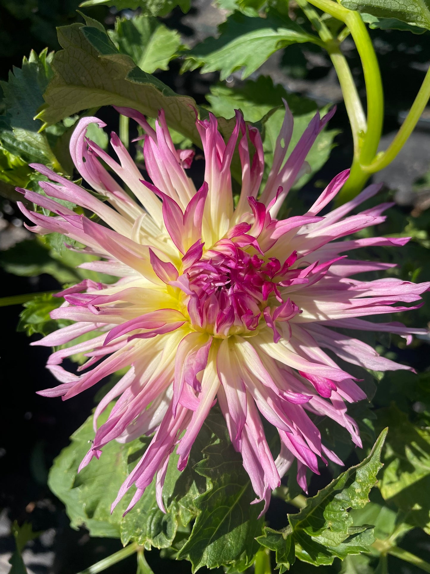 Dahlia - Tiago Lovesong
