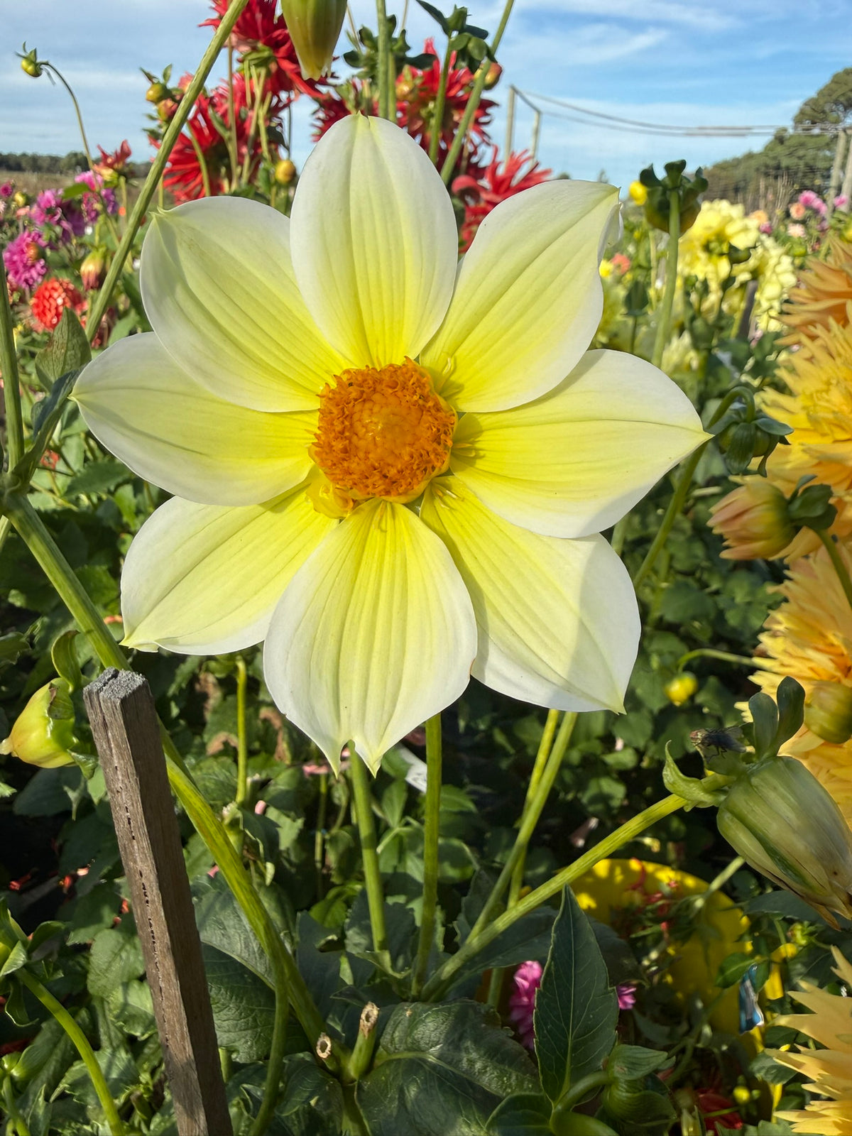 Dahlia - Firetail Citron