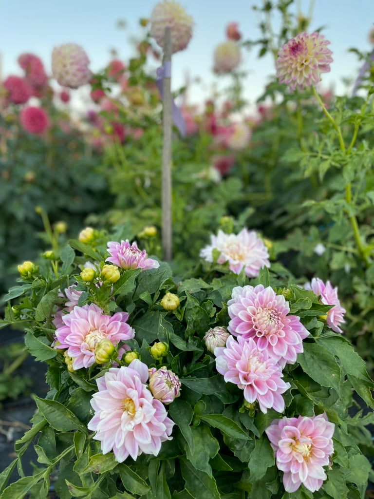 Dahlia - Devon Seattle (Pot Form)