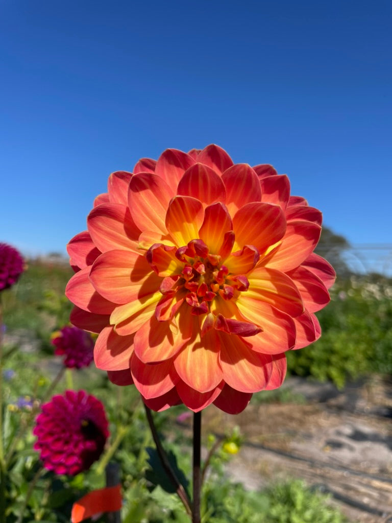 Dahlia - Bracken Hydra