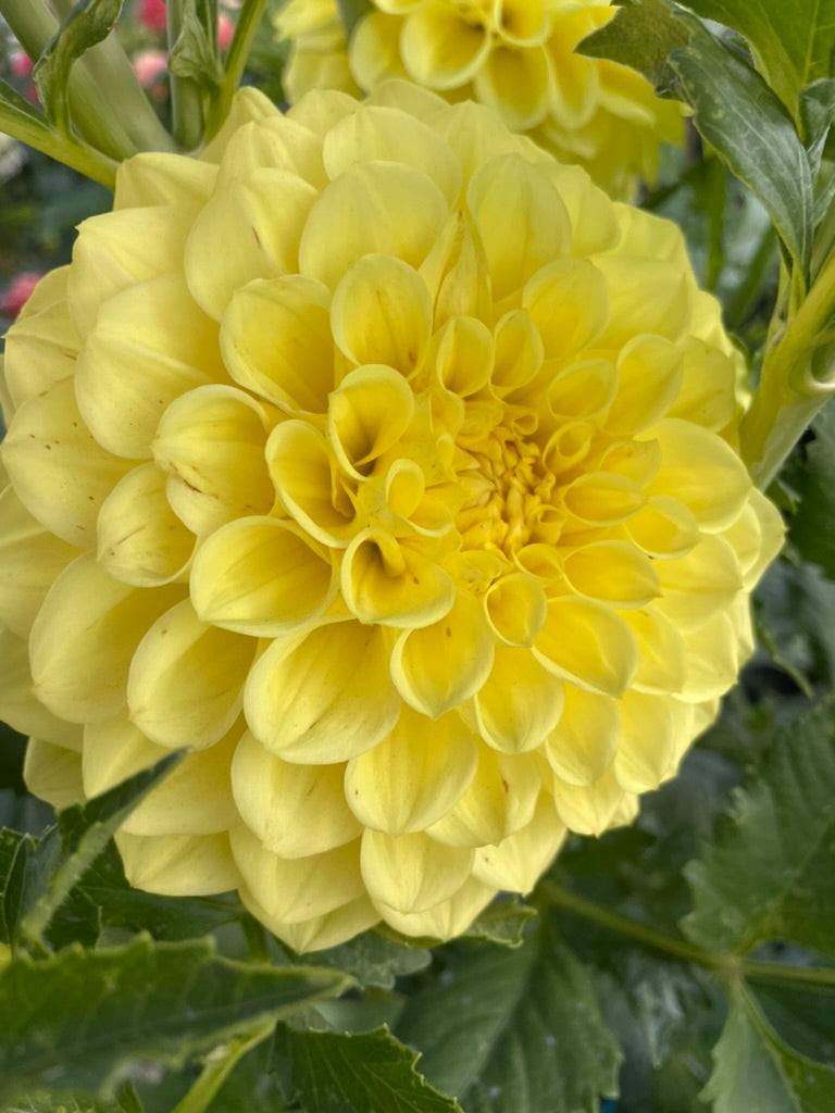 Dahlia - Formby Halo