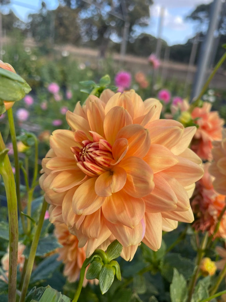 Dahlia - Golden Leader