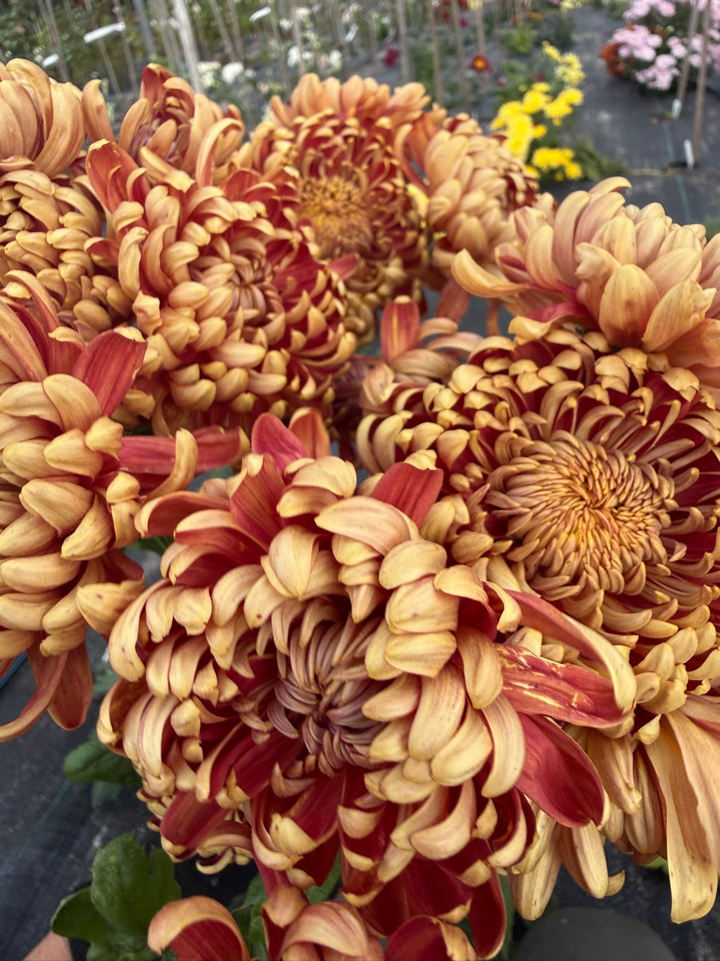 Chrysanthemum - Rooted Cutting - Stoakes Tall Boy