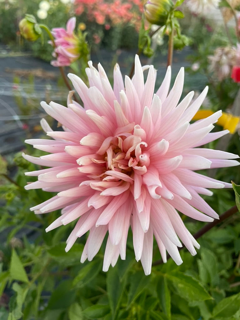 Dahlia - Miss Rose Fletcher