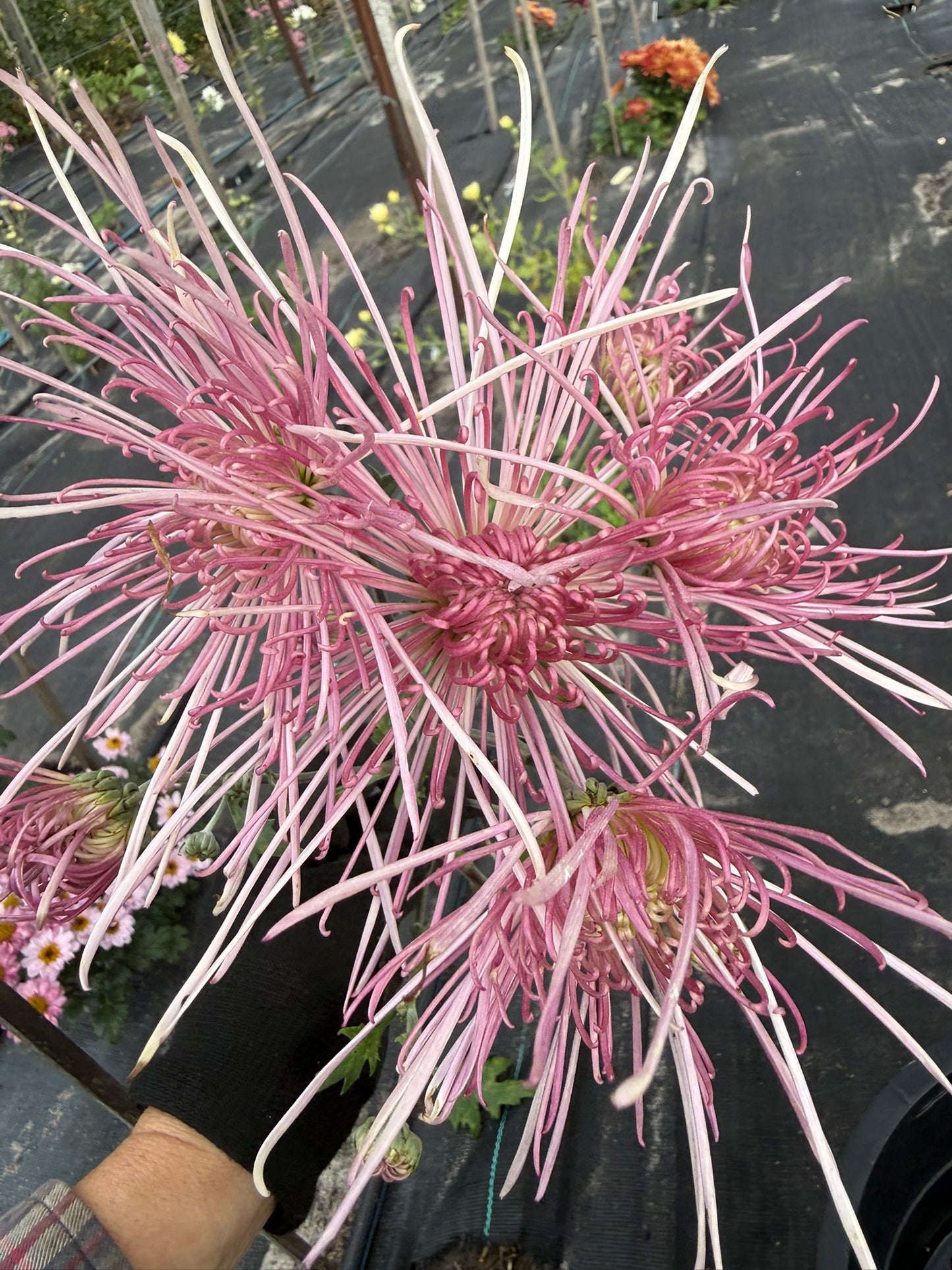 Chrysanthemum - Rooted Cutting - Kiyomi No Surai