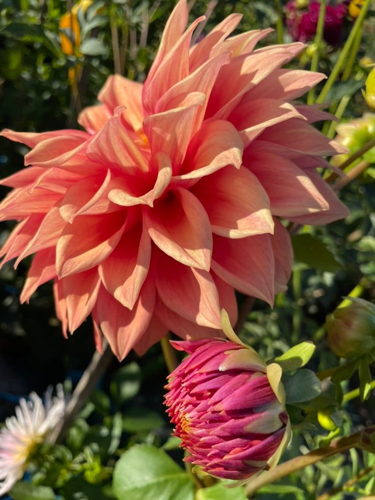 Dahlia - Winkie Horseshoe