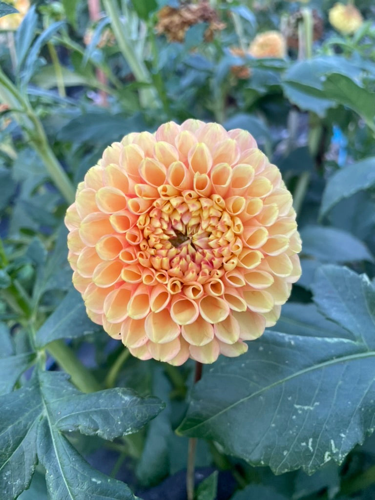 Dahlia - Glenmarc Shirley