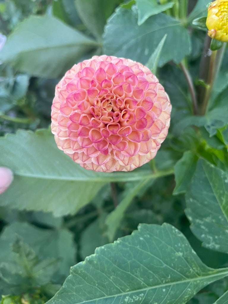 Dahlia - Glenbank Honeycomb
