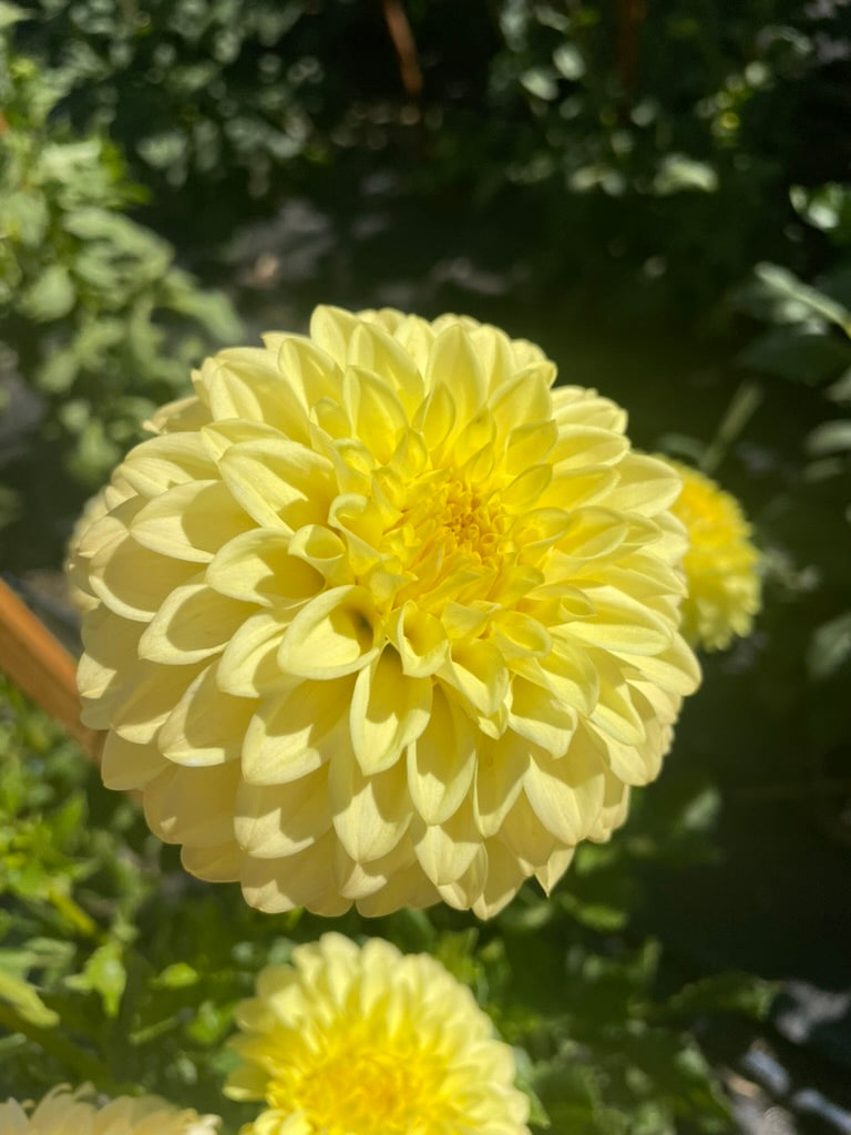 Dahlia - Alf 3