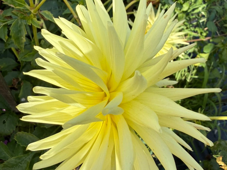 Dahlia Seed - Delbard Cheverny