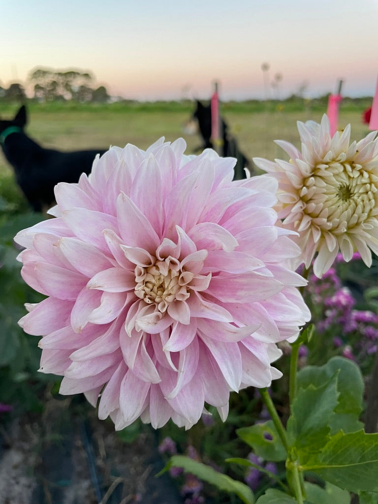 Dahlia - Clara Thora