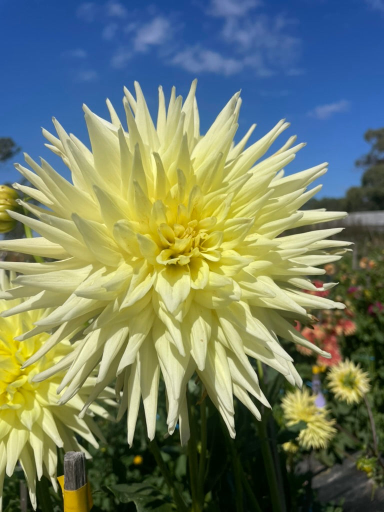 Dahlia - Inland Dynasty
