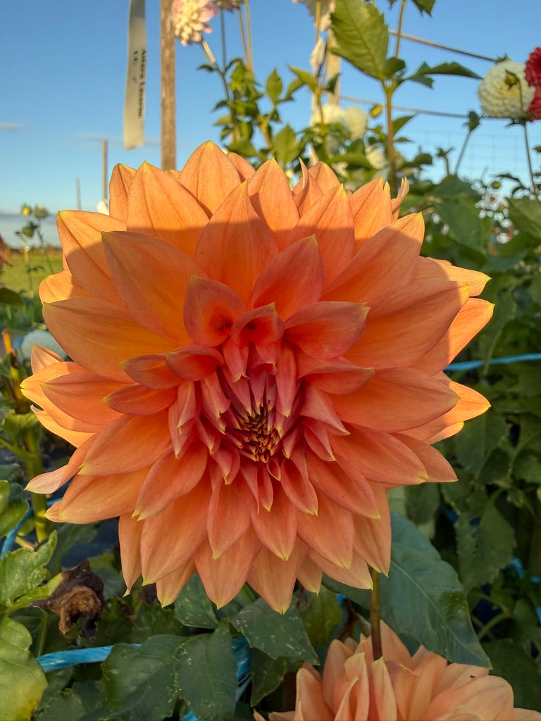 Dahlia - Aitara Laverne