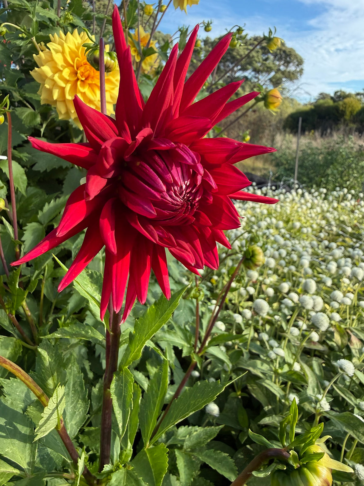 Dahlia - Red Emperor