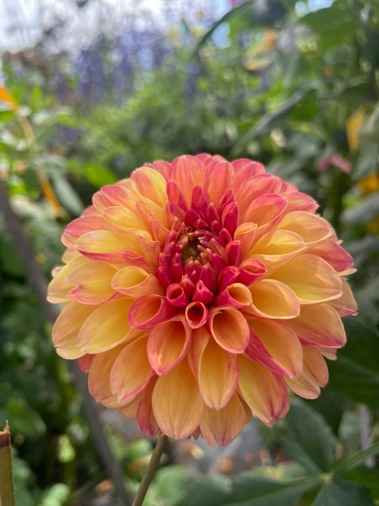 blue fireball dahlia seeds Dahlia