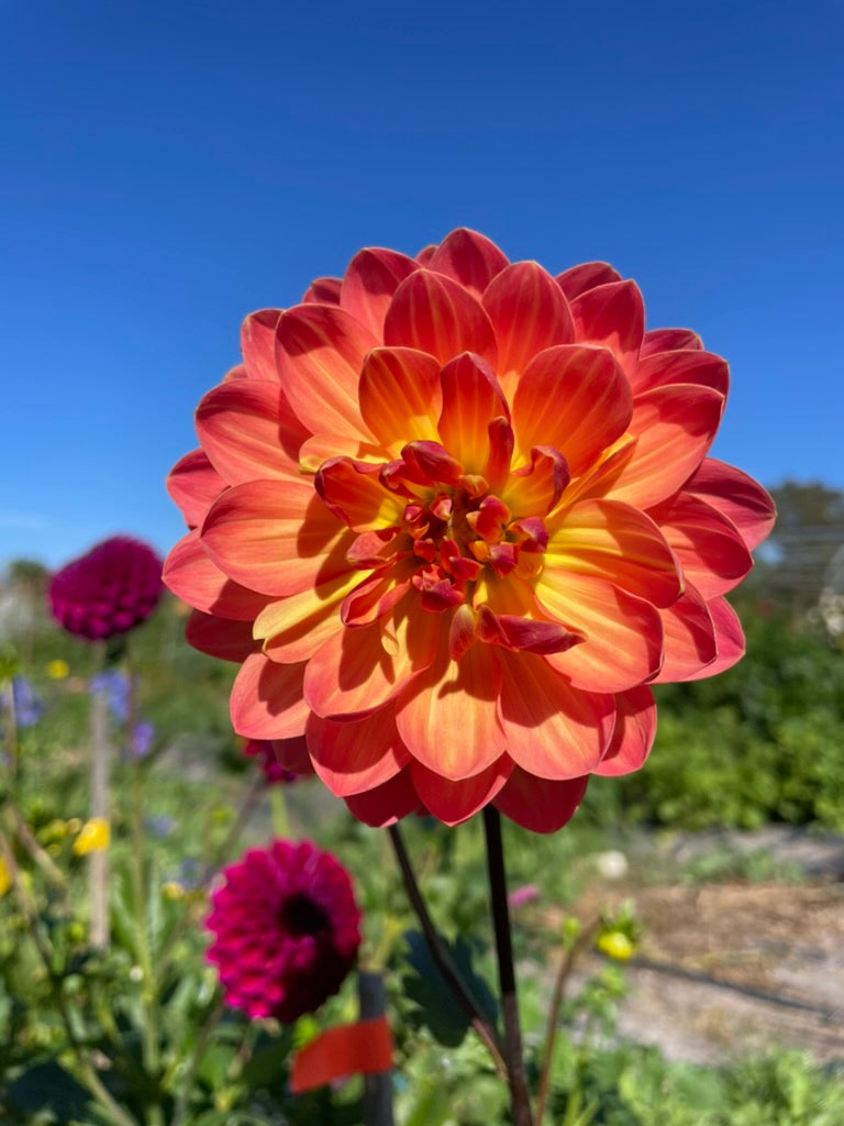 Dahlia - Bracken Hydra