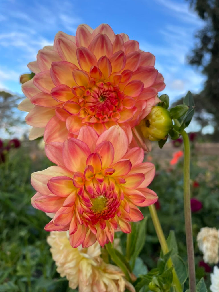 Dahlia - Christie Marble